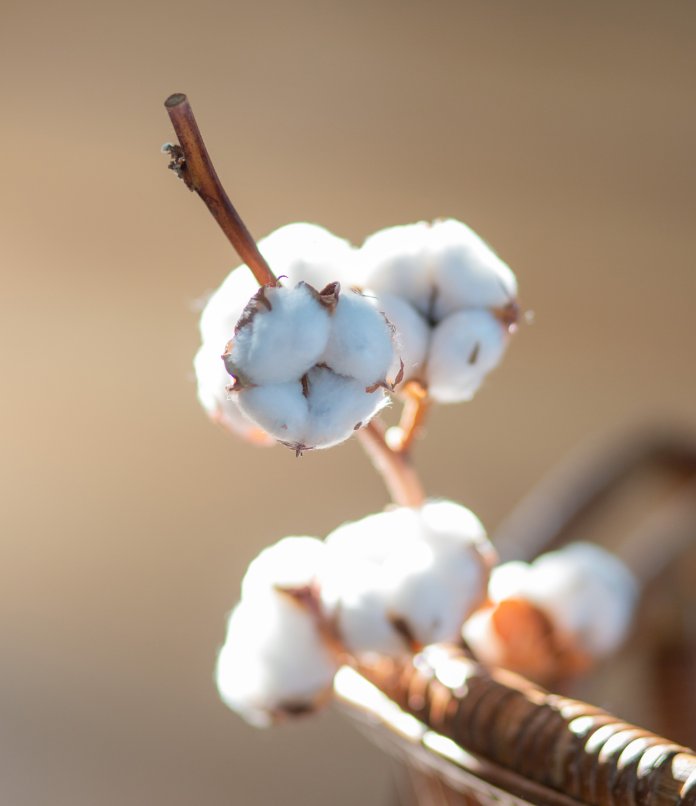fibre de coton bio naturelle douce et respirante natura feel