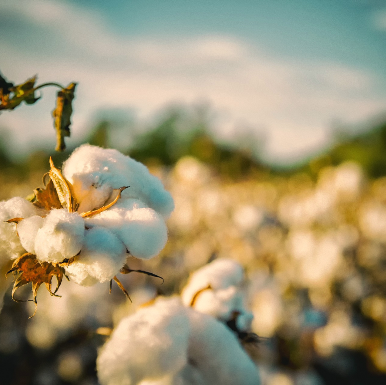 culture du coton bio respectueuse de la biodiversite natura feel