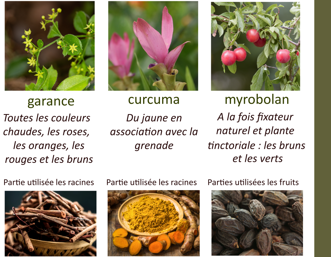 les plantes de la teinture 2