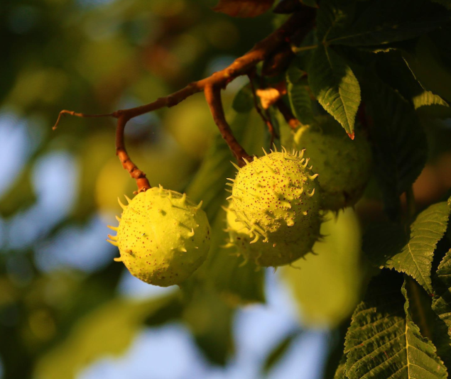 ressources naturelles renouvelables natura feel