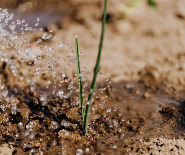 utilisation eau de la teinture vegetale pour l irrigation natura feel