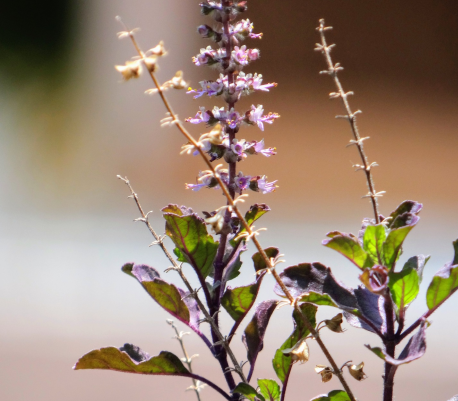 recolte des plantes