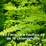 Lierre