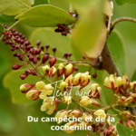 Lilas