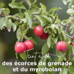 Plantes du coloris sable rose