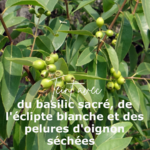 Plantes du coloris olive verte