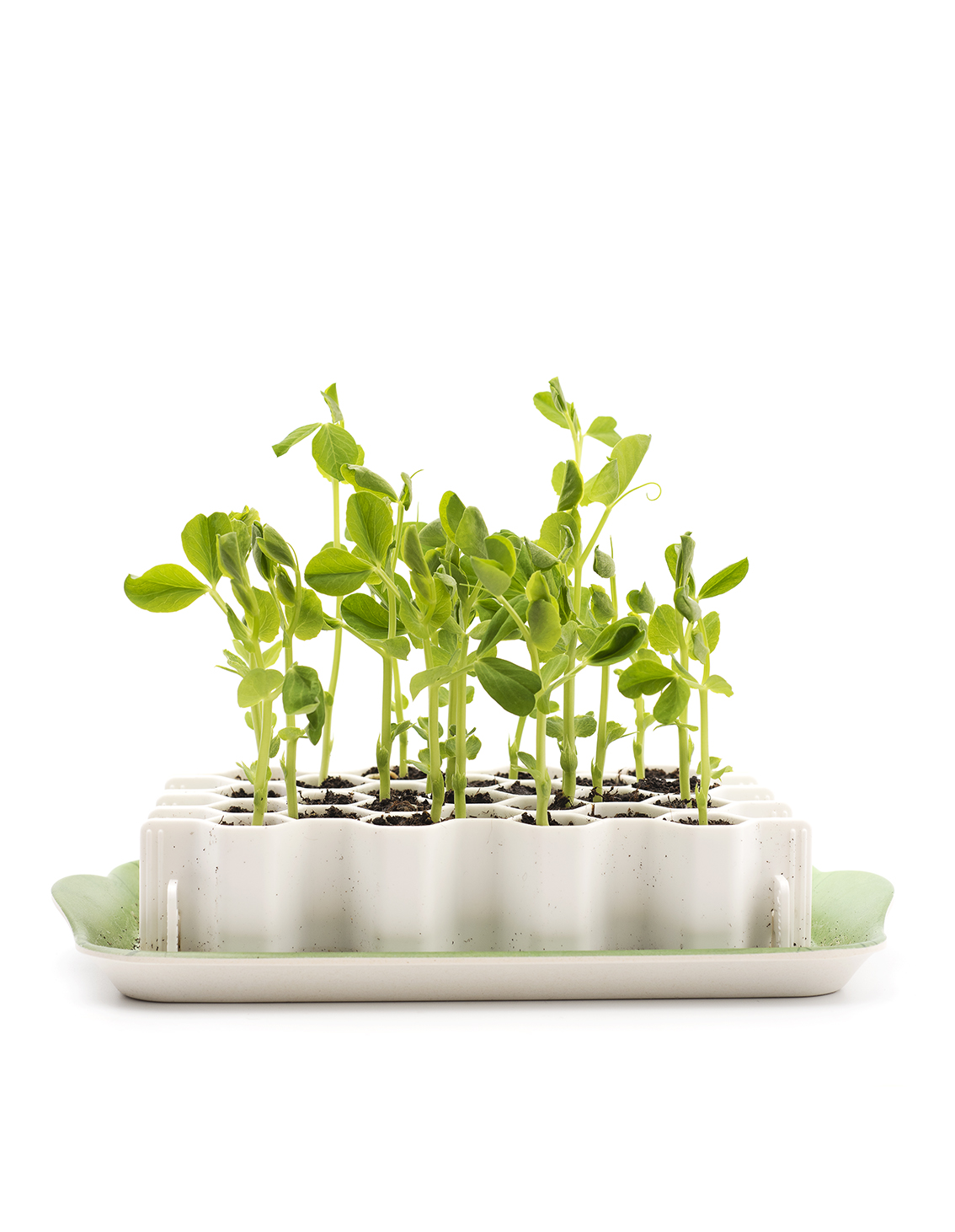 Germie germination kit, front view