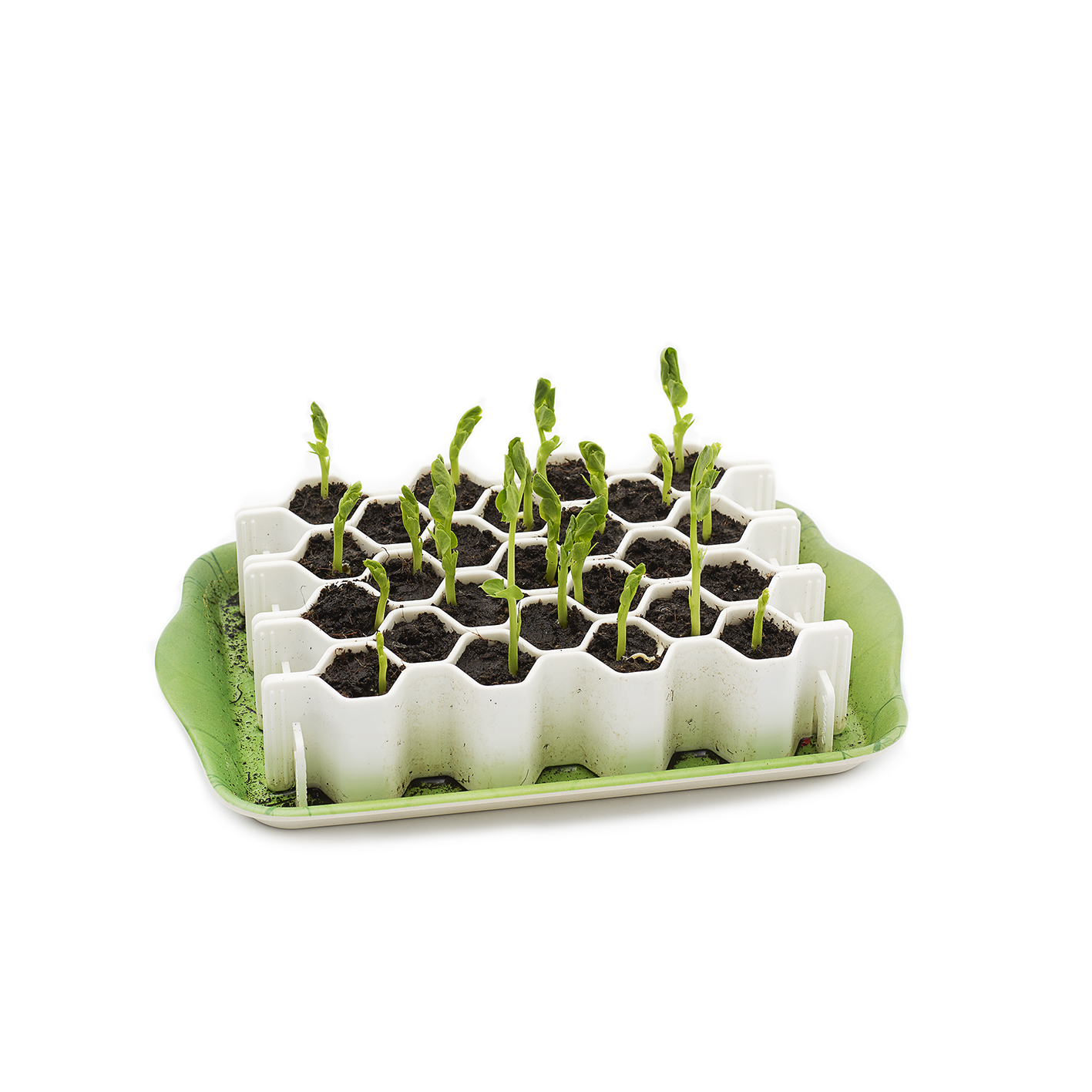 Young seedlings in a Germie kit