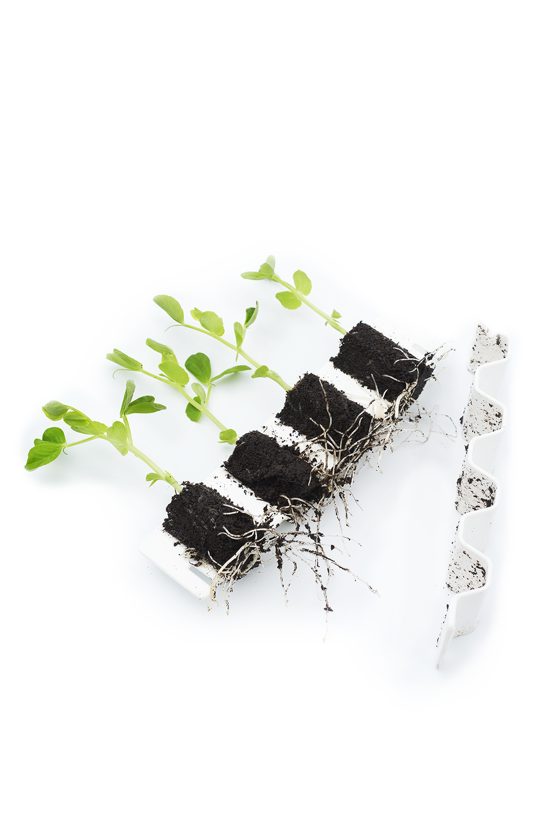 Well-developed roots after releasing a Germie plug