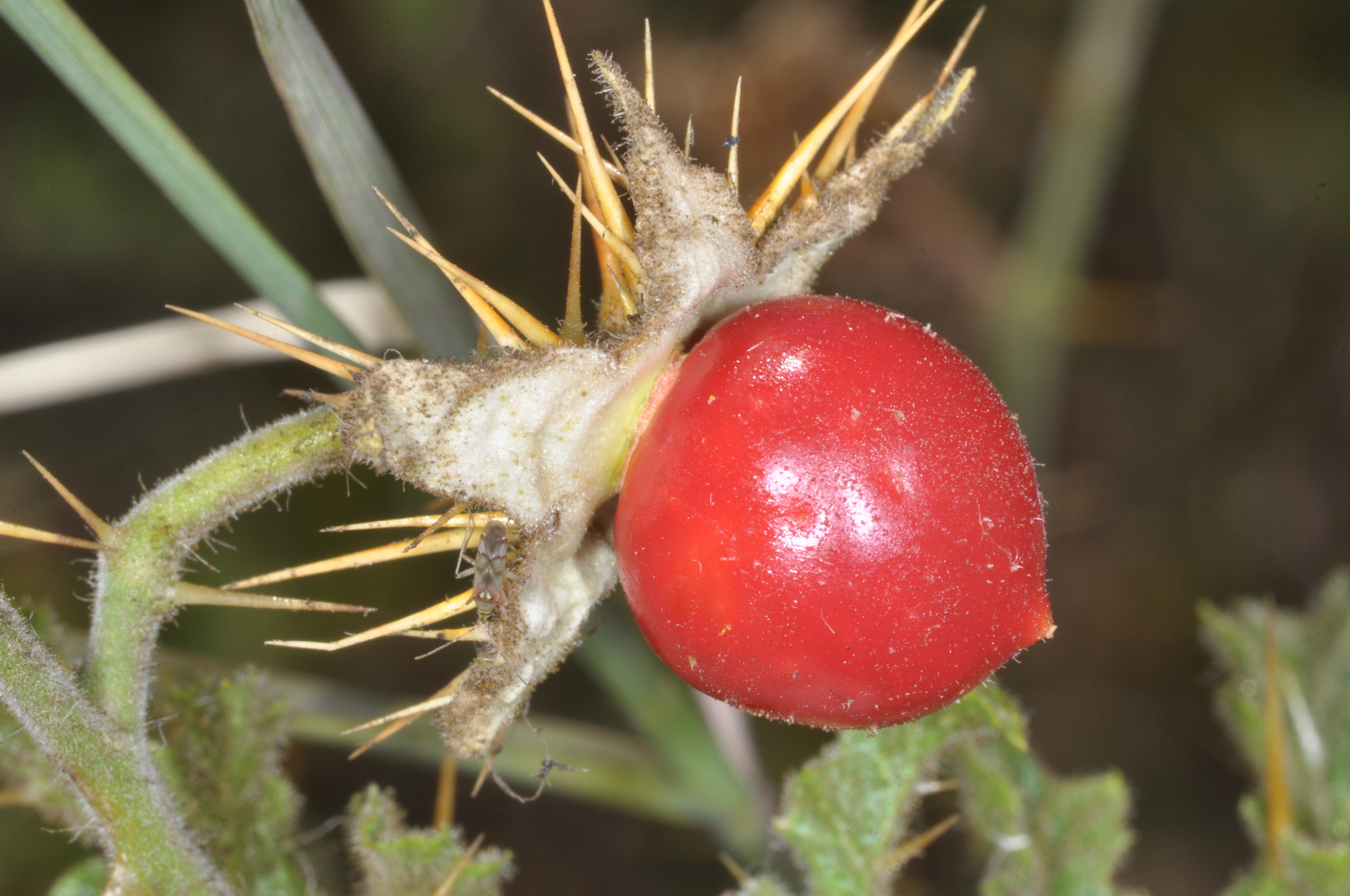 Fruits de morelle de Balbis