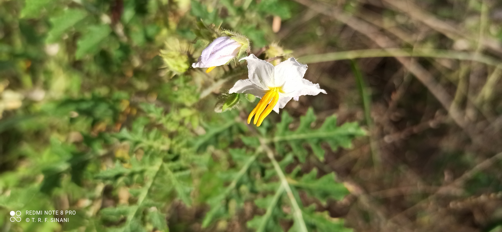 Fleurs étoilées de la morelle de Balbis (Solanum sisymbriifolium)