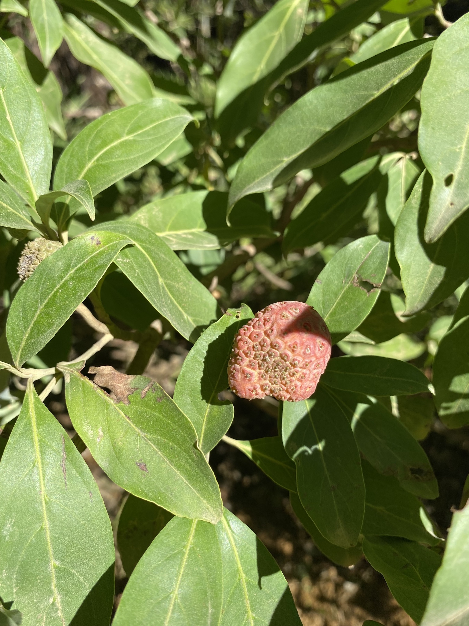 Fruits du cornouiller de l'Himalaya, semblables à des fraises, parmi le feuillage