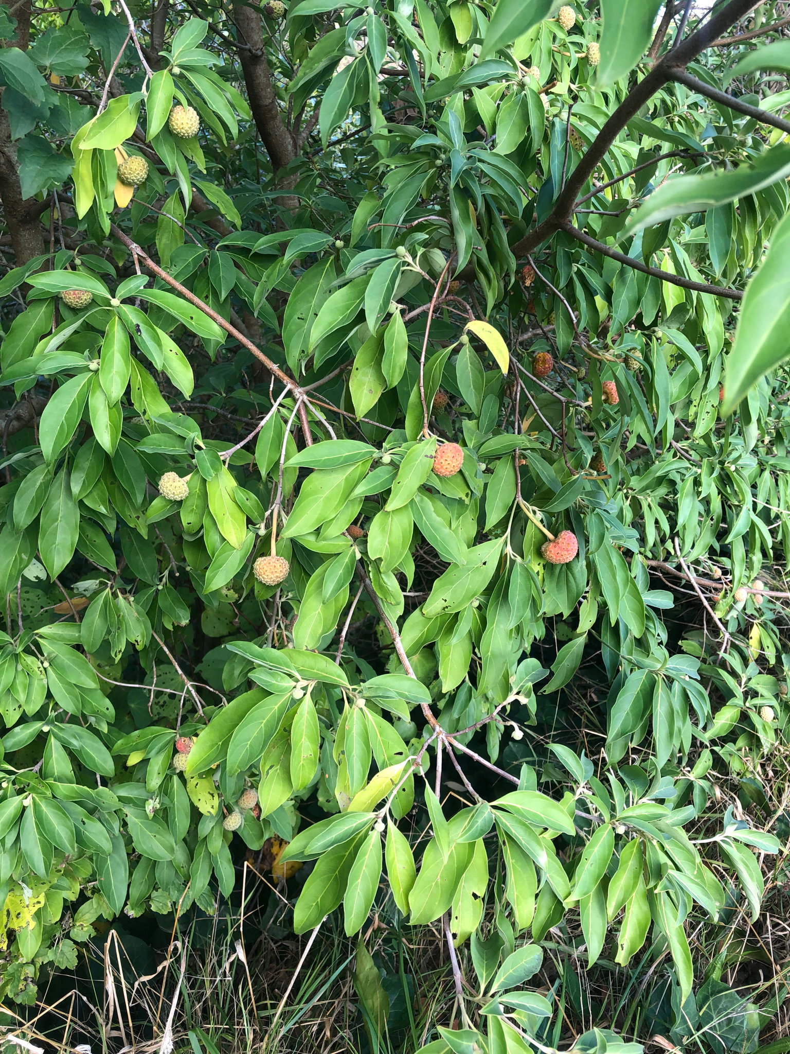 Cornouiller de l'Himalaya portant ses fruits encore verts