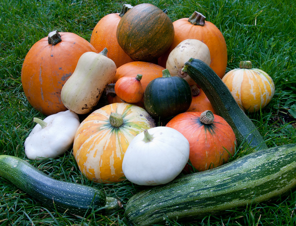 Récolte de courges au potager en octobre