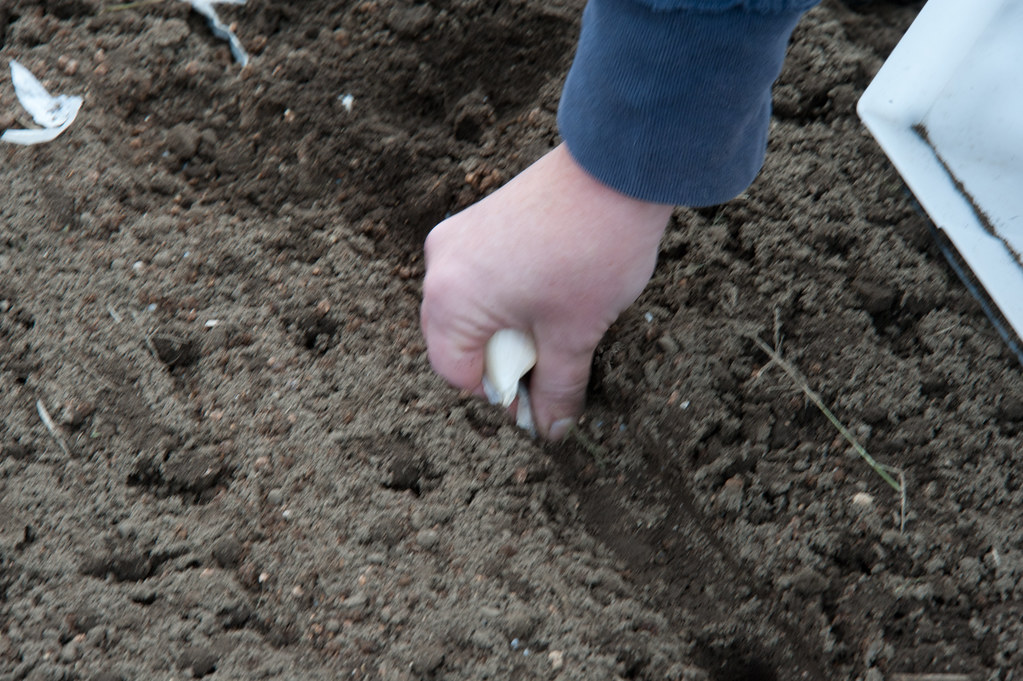 Plantation d'un caïeu d'ail à la main dans le sol