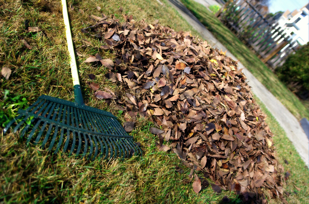 Ramassage des feuilles mortes au râteau sur la pelouse