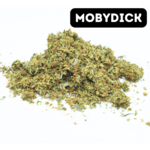 TRIM MOBYDICK (4)