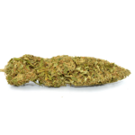 AMNESIA PREMIUM (2)