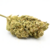White widow