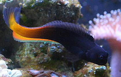 bicolorblenny1