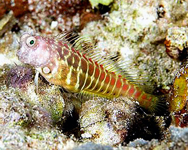 segmentedsailfinBlenny3