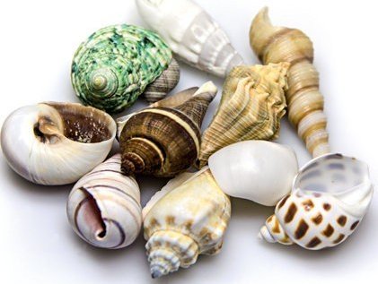 Dennerle-Nano-Marinus-Reef-Shells-2