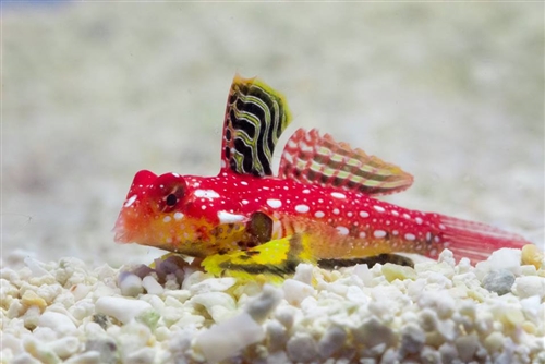 Ruby-Red-Dragonet-Fish-Featured-image-by-animalsindetail