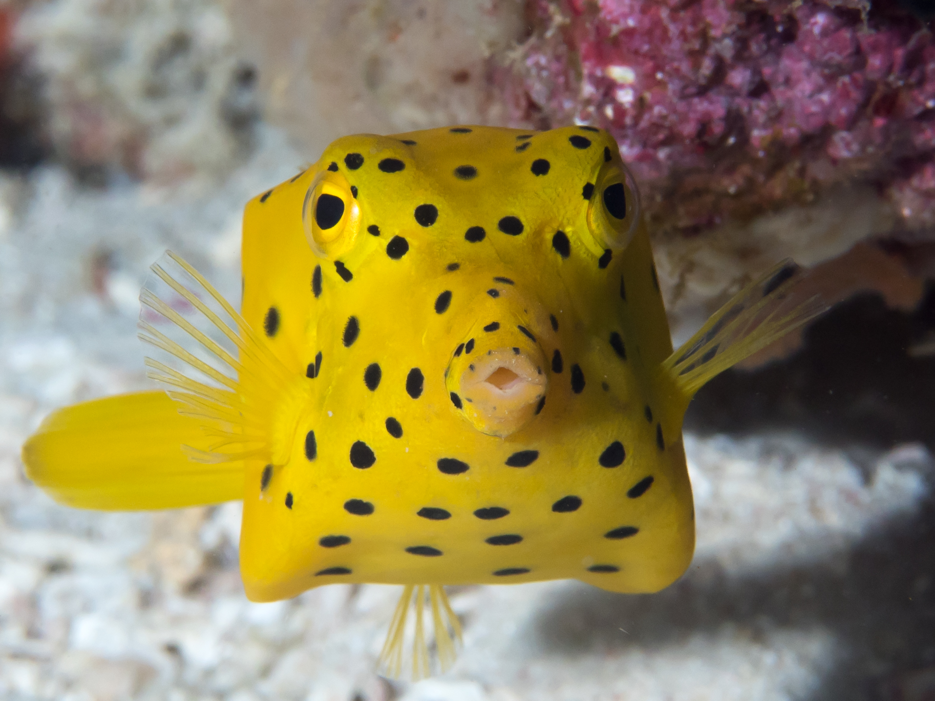 Yellow_boxfish_(Ostracion_cubicus)_(46722836601)
