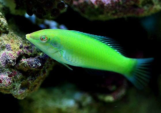 halichoeres_chloropterus_green_wrasse_5883