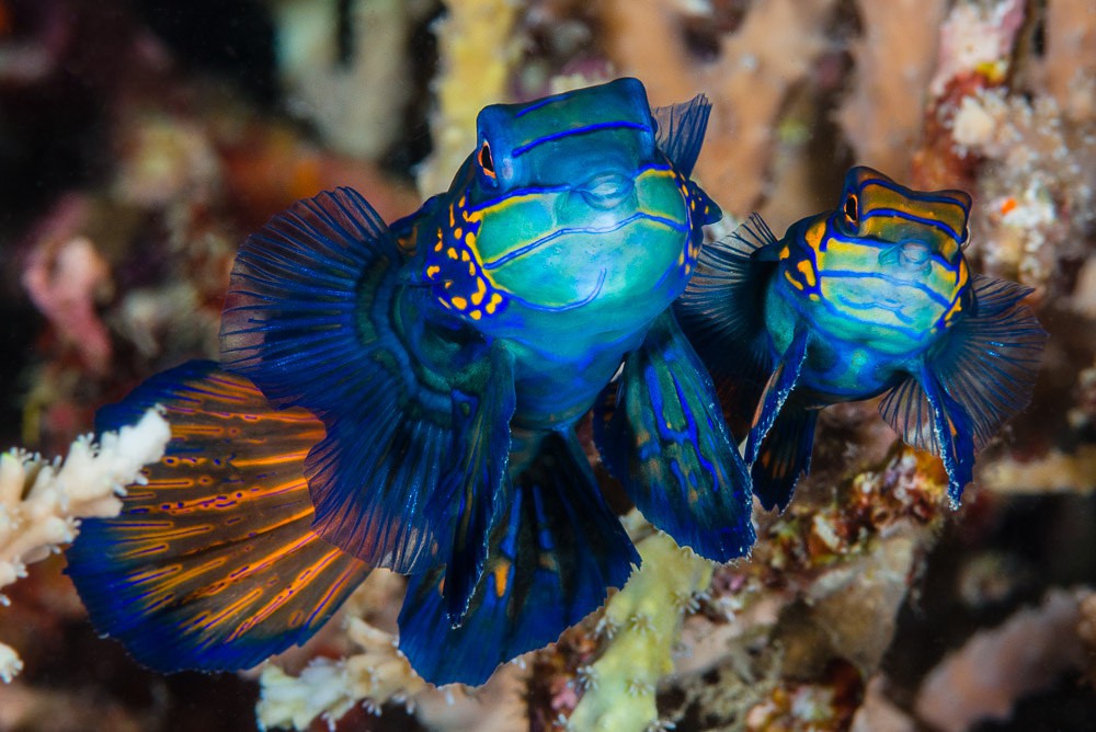 Synchiropus-splendidus-pair-spawning-Bohol-Philippines-2