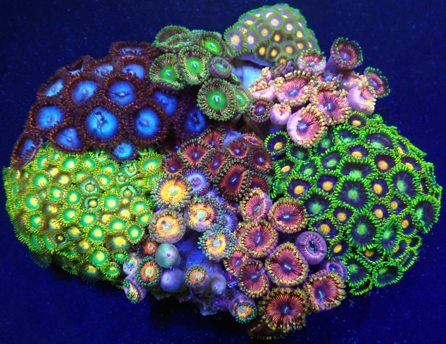 zoanthus_garden_pb_29_85.00