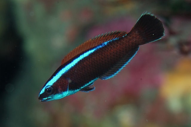 pseudodax-moluccanus-5b23acafb7874396955e49d3e0fac0db