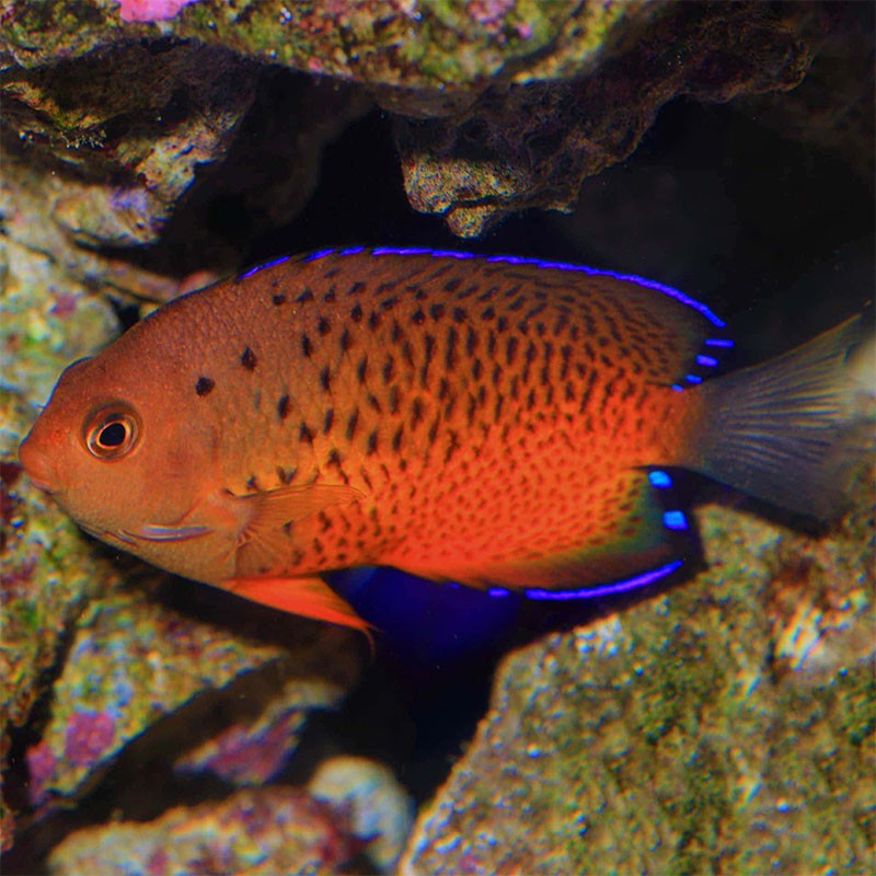 centropyge-ferrugata