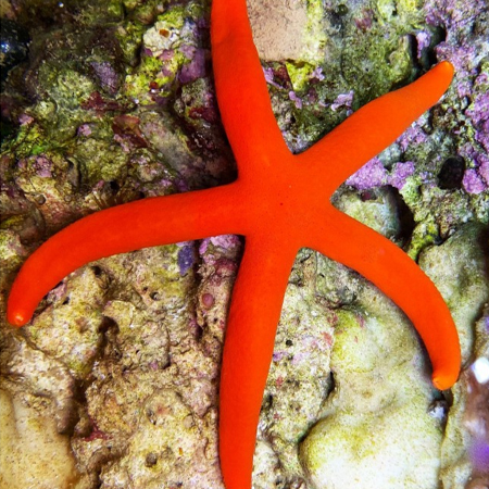 linckia-orange-oranje-rode-zeester-175314305