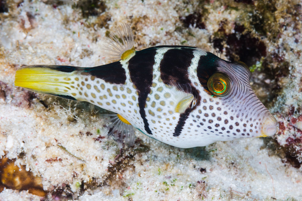 Canthigaster-valentini-Balicasag-Philippines