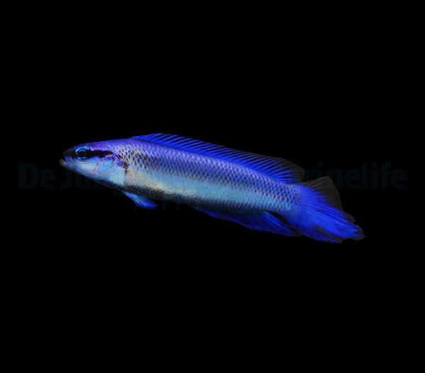 pseudochromis_indigo_-_djm_wm