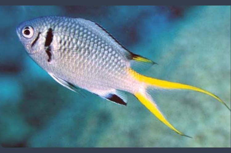 ChromisOpercularisGRAllen