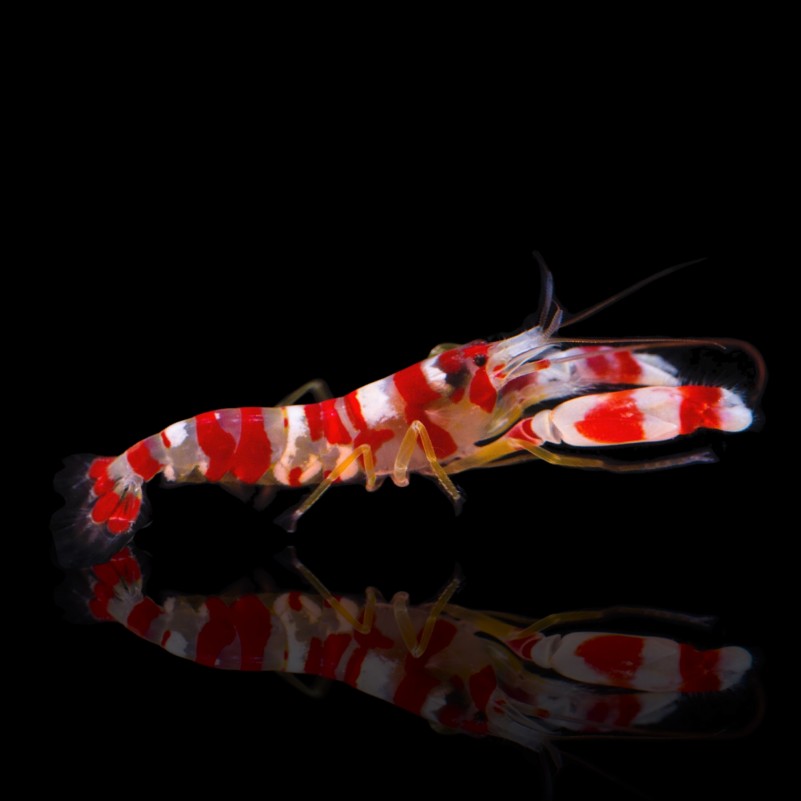 alpheus-randalli-red-banded-snapping-shrimp
