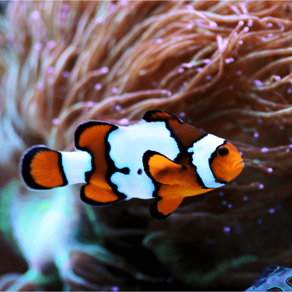 amphiprion-ocellaris-snowflake-s-poisson-clown-elevage-taiwan