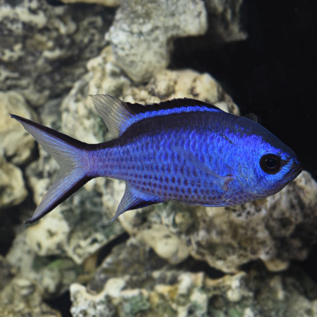 ueji4LNcEee4ajqL0aL8rg-G9hLUXWMEeyIEdV7S1Bdig__52701