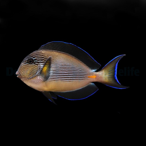 acanthurus_sohal2_thump