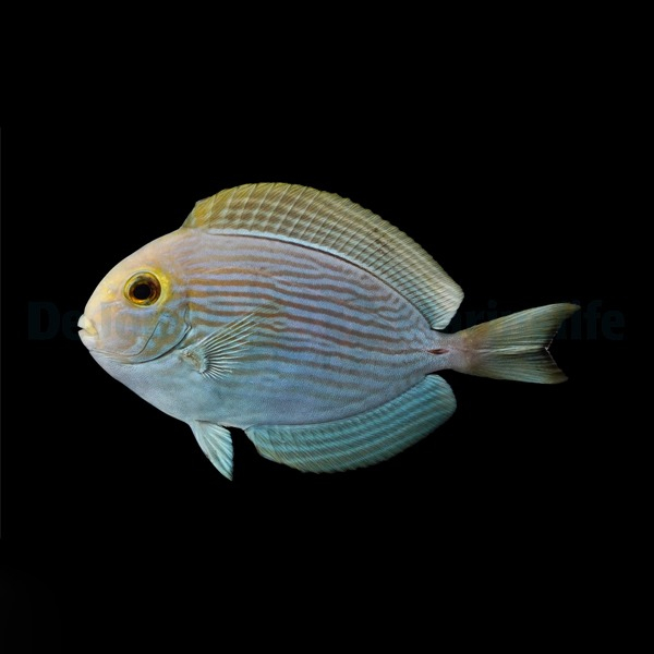 acanthurus_mata_wm