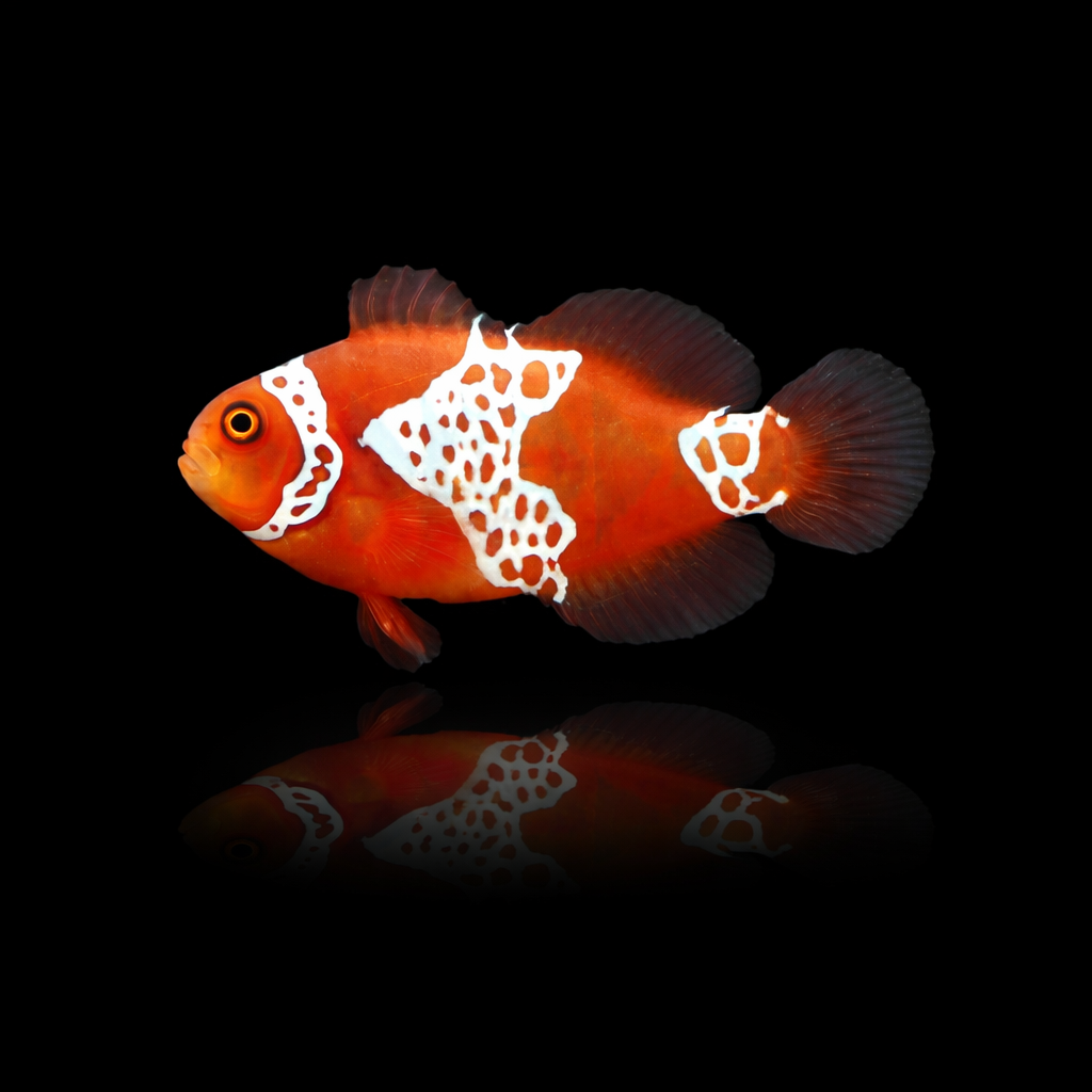 Poisson-clown Picasso sur fond noir