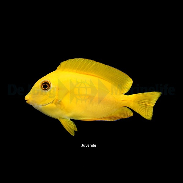 acanthurus_olivaceus_juvenile_wm