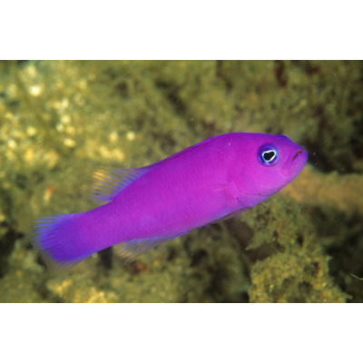Pictichromis_porphyreus_630w