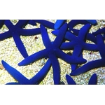 linckia_starfish_blue_product_zoom_thumb