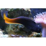 bicolorblenny1