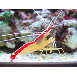 Scarlet-Skunk-Cleaner-Shrimp-rlp6NP