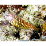 segmentedsailfinBlenny3