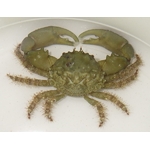 Mithrax-Crab
